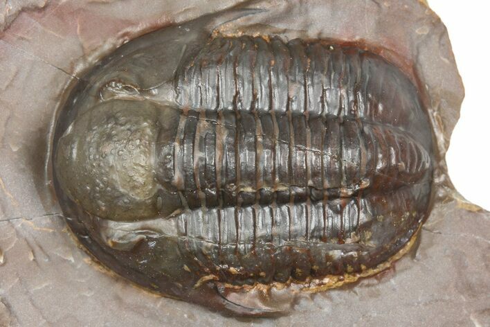 Inflated Proetid Trilobite - Jorf, Morocco #362850